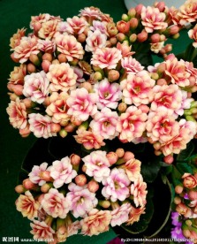 长寿花