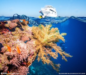 唯美海洋珊瑚