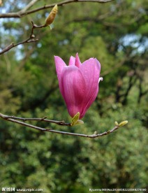 玉兰花图片