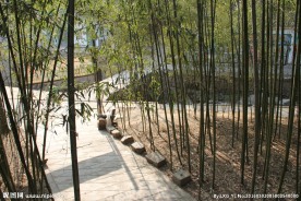 春景树林竹林