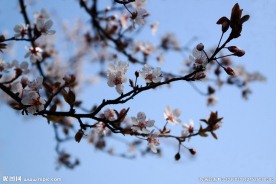 花枝