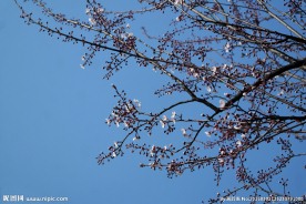 花树