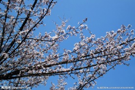 花枝