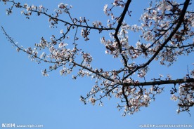 花枝