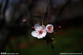 红樱花