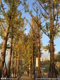 银杏 树