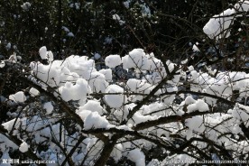 红梅白雪