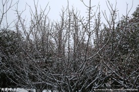 雪中的枯树枝