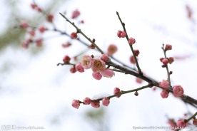 雪中的桃花