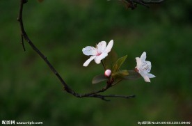 一枝花