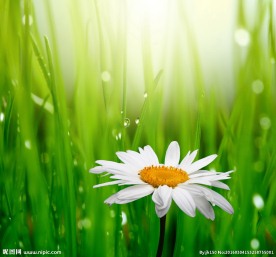 小花