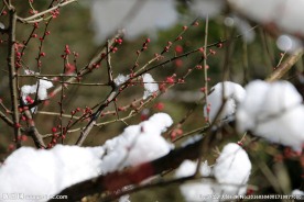 雪中梅