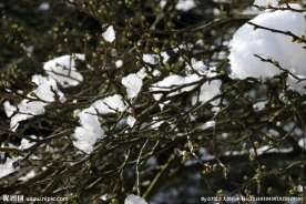 含苞待放的雪中梅花
