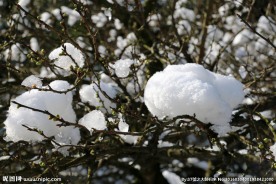 雪中梅