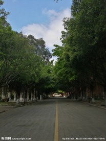 行道树