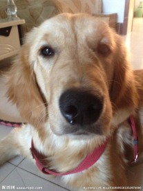 金毛犬