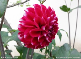 大丽菊