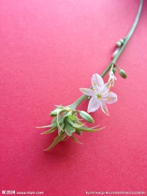 一朵小花