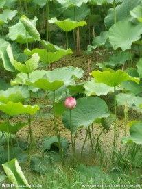 昆明翠湖