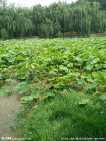 昆明翠湖