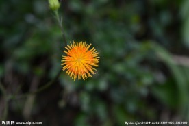 紫背菜花