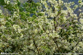 山楂花