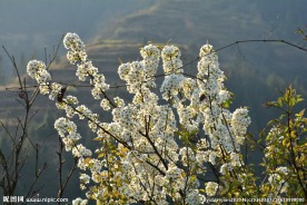山楂花