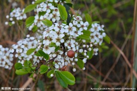 山楂花