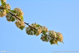 山楂花