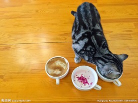 喝咖啡的猫咪