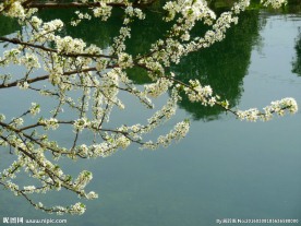 李子花