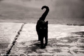 小猫