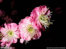 红樱花
