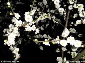 白樱花