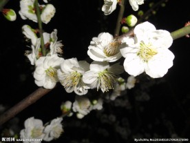 白樱花