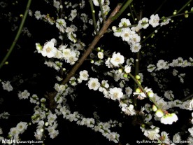 白樱花