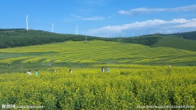 草原天路油菜花