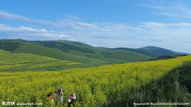 草原天路油菜花