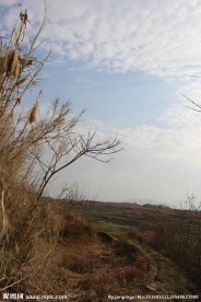 田园风光