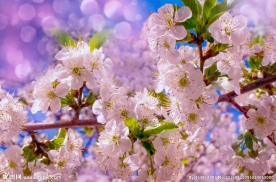 唯美桃花