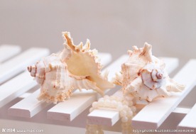 海螺贝壳