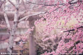 日本樱花