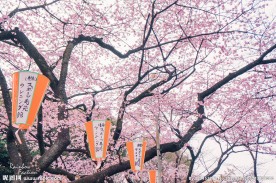 日本樱花