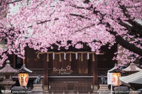 日本樱花