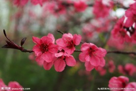 花枝