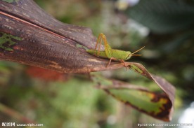 动物摄影 蚱蜢