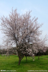樱花树