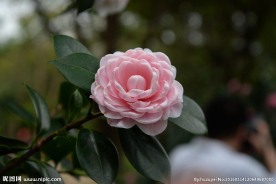 茶花