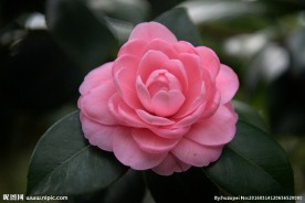 茶花