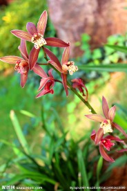 墨兰 兰花